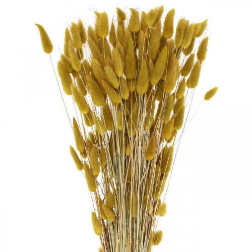 Floristik24 Cola de Conejo Hierba Lagurus Aceituna Seca 60cm 50g