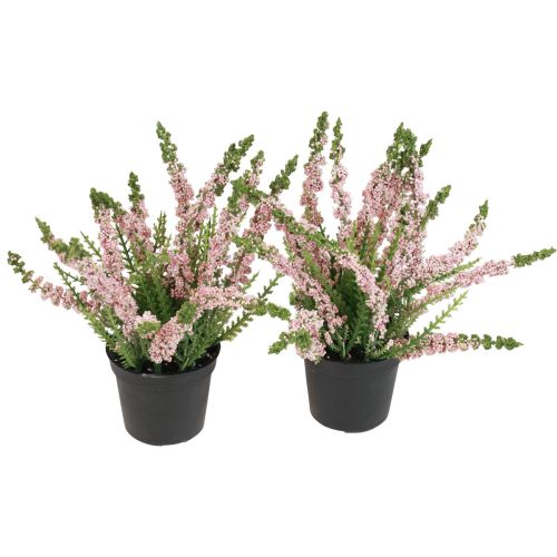 Erika heather escoba heather en maceta rosa Al. 17 cm juego de 2
