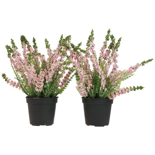 Floristik24 Erika heather escoba heather en maceta rosa Al. 17 cm juego de 2