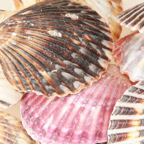 Artículo Berberechos vacíos en concha natural decoración 3cm–5cm 300g