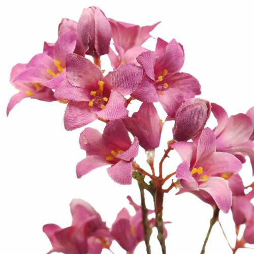 Floristik24 Purple Bells Heuchera Deco Rama Rosa 44cm