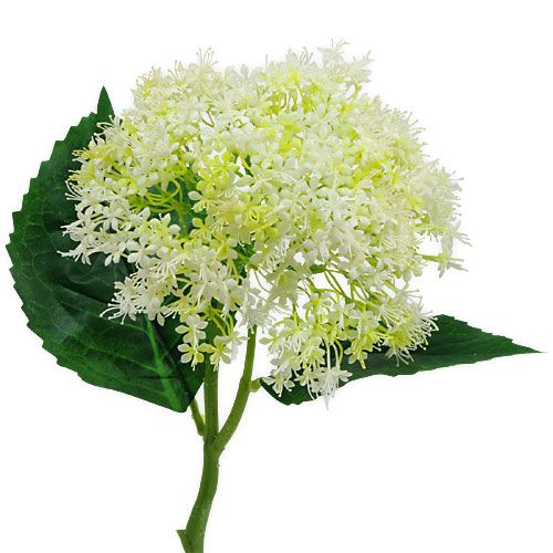 Floristik24 Anciano Blanco 42cm