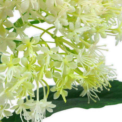 Floristik24 Anciano Blanco 42cm