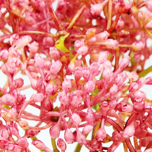Floristik24 Rama de flor de saúco rosa 54.5cm 4pcs