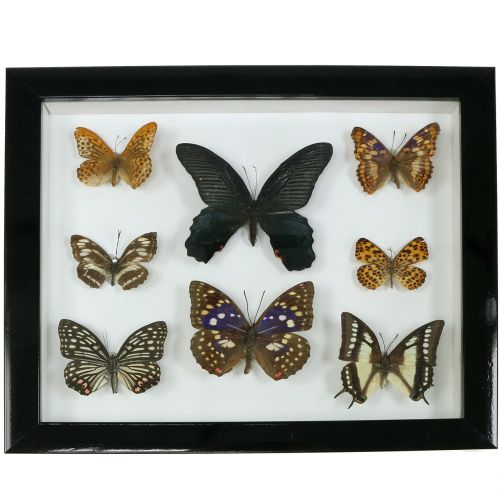 Floristik24 Escaparate mariposa 28cm x 25cm