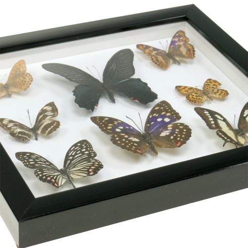 Floristik24 Escaparate mariposa 28cm x 25cm