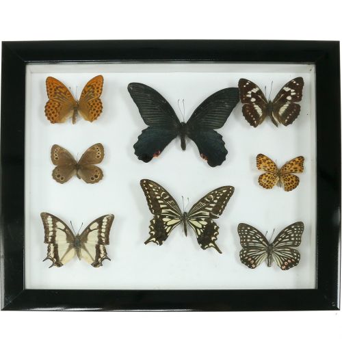 Floristik24 Escaparate mariposa 28cm x 25cm
