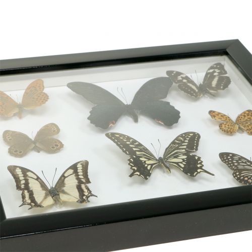 Floristik24 Escaparate mariposa 28cm x 25cm