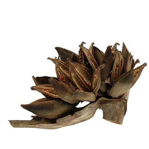 Floristik24 Decoración de madera Penca Sororoca Natural 1ud