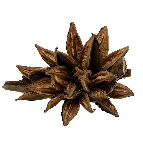Floristik24 Decoración de madera Penca Sororoca Natural 1ud