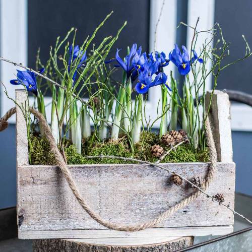 Floristik24 Caja de madera para plantar, caja de herramientas, caja de plantas con asa, decoración de madera 30cm