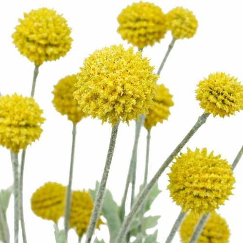 Floristik24 Flores de seda Craspedia artificiales amarillas baquetas