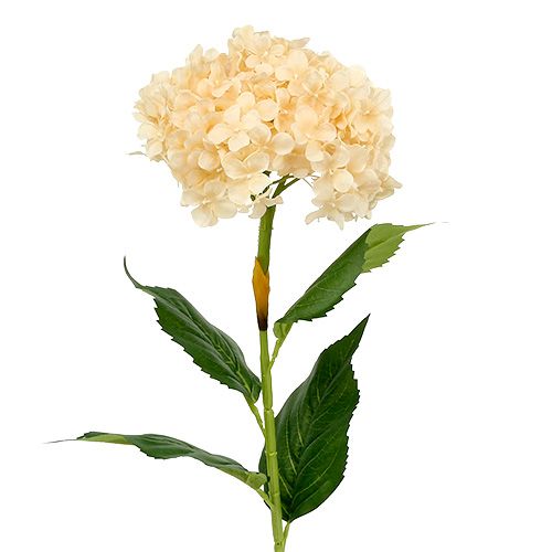 Crema de Hortensia 80cm 1pc