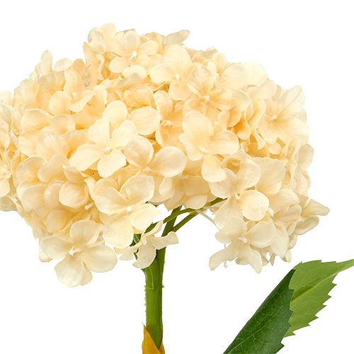 Floristik24 Crema de Hortensia 80cm 1pc