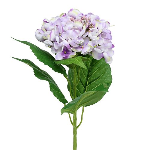 Hortensia violeta-blanco 60cm