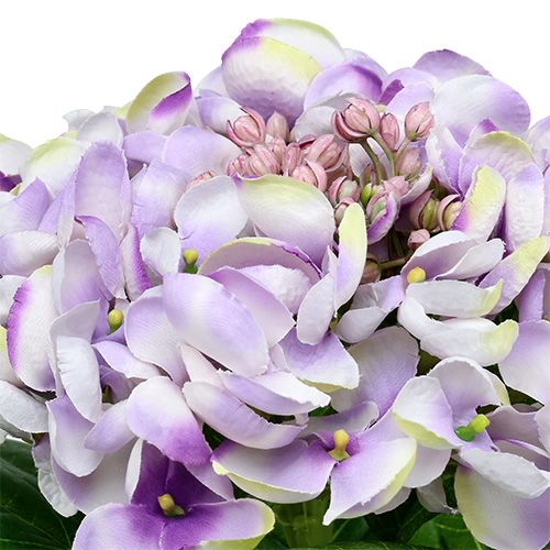 Artículo Hortensia violeta-blanco 60cm