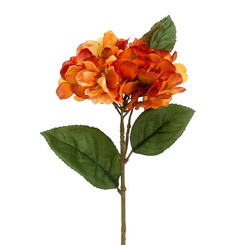 Floristik24 Hortensia naranja 30cm 3uds