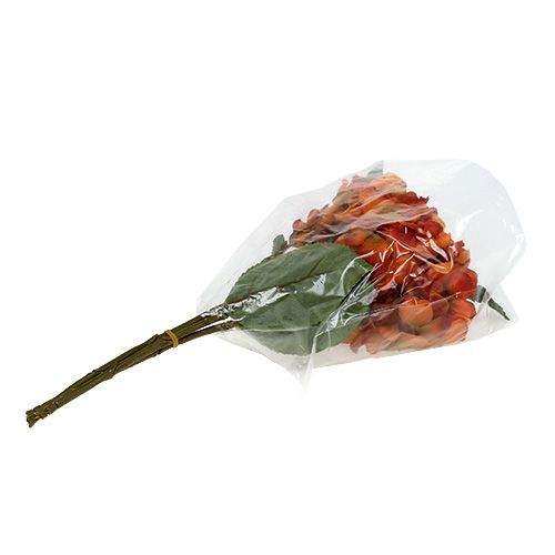 Floristik24 Hortensia naranja 30cm 3uds