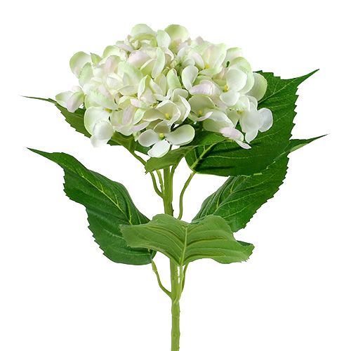 Floristik24 Hortensia blanco-verde 60cm