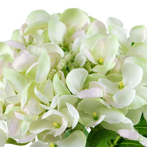 Hortensia blanco-verde 60cm | Floristik24.es