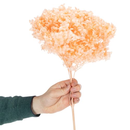 Artículo Ramo de flores secas de hortensias para elegantes decoraciones florales en el hogar, 65cm