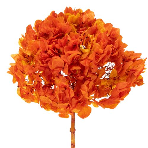 Hortensia preservada y teñida, flor grande con tallo largo, 60 cm.