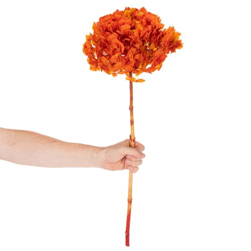 Hortensia preservada y teñida, flor grande con tallo largo, 60 cm. | Floristik24.es