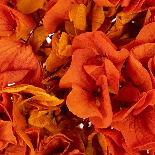 Hortensia preservada y teñida, flor grande con tallo largo, 60 cm. | Floristik24.es