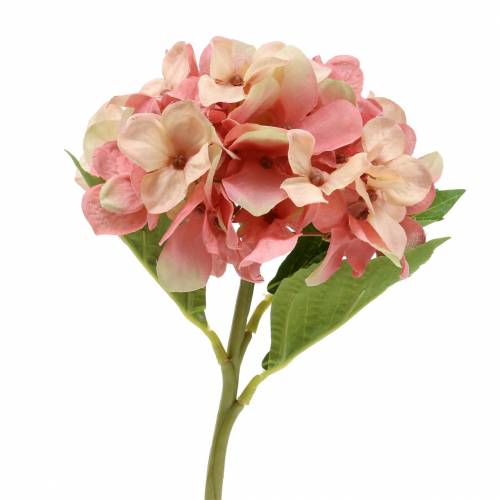 Floristik24 Hortensia beige/ rosa 35cm