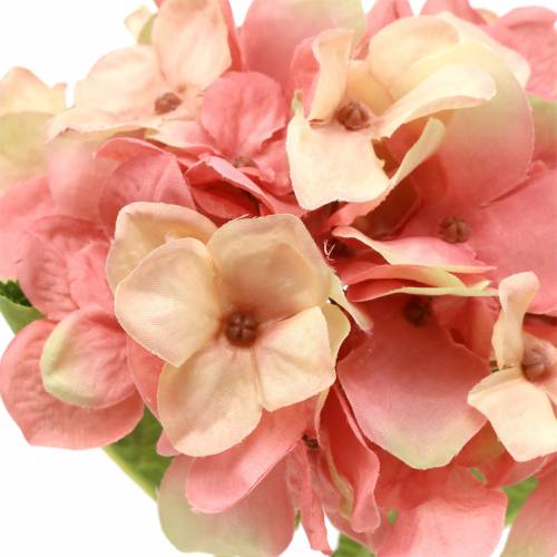 Floristik24 Hortensia beige/ rosa 35cm