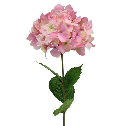 Floristik24 Hortensia Rosa 68cm