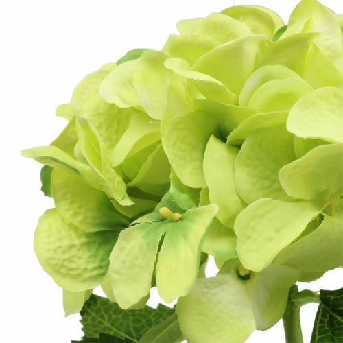 Floristik24 Hortensia verde 54cm