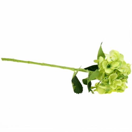 Floristik24 Hortensia verde 54cm