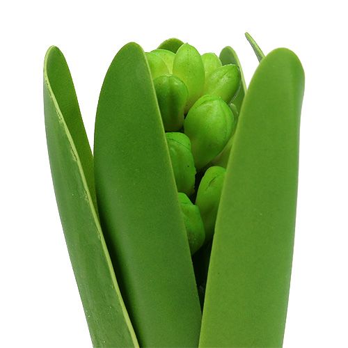 Floristik24 Jacinto verde 15cm con cebolla 3pcs