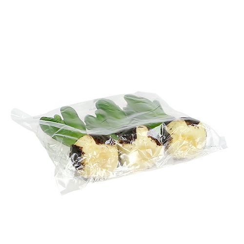 Floristik24 Jacinto verde 15cm con cebolla 3pcs