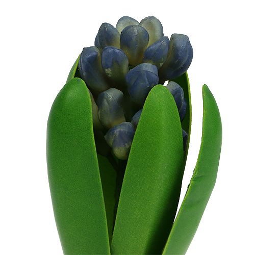 Floristik24 Jacinto con cebolla azul 15cm 3pcs