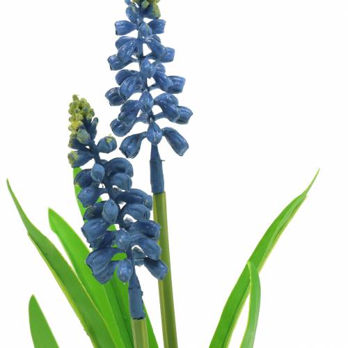 Floristik24 Jacinto de uva en maceta de abedul azul 24cm