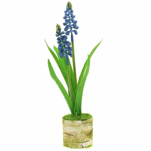 Floristik24 Jacinto de uva en maceta de abedul azul 24cm