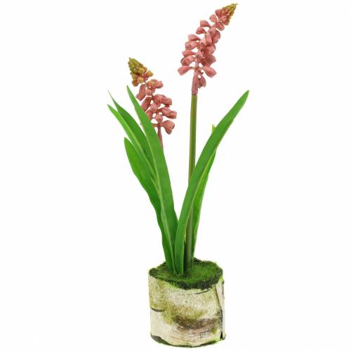 Floristik24 Jacinto de uva en una maceta de abedul rosa 24cm