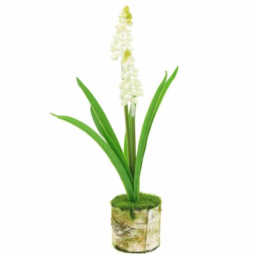 Floristik24 Jacinto de uva en maceta de abedul blanco 24cm