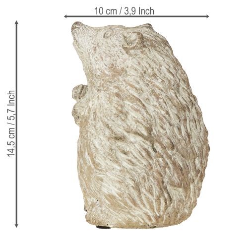 Floristik24 Figura decorativa otoñal de erizo de piedra fundida blanca lavada H14,5cm