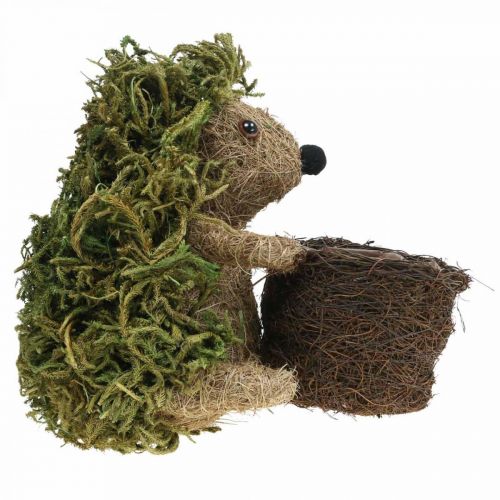 Floristik24 Erizo con cesta verde, decoración otoñal para plantar, cesta decorativa para plantas H24cm Ø9.5cm