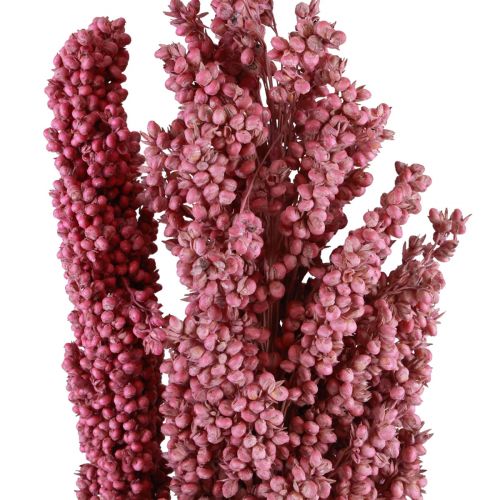Floristik24 Maíz Indio Flores Secas Maíz Indio Rosa 75cm 3uds