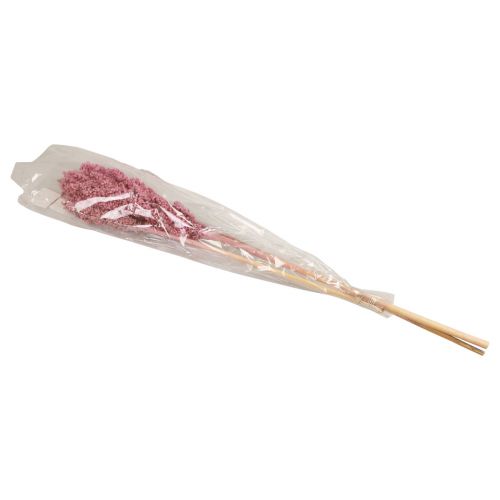 Floristik24 Maíz Indio Flores Secas Maíz Indio Rosa 75cm 3uds