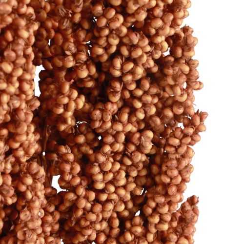 Floristik24 Maíz Indio Flores Secas Maíz Indio Naranja 72cm 3uds