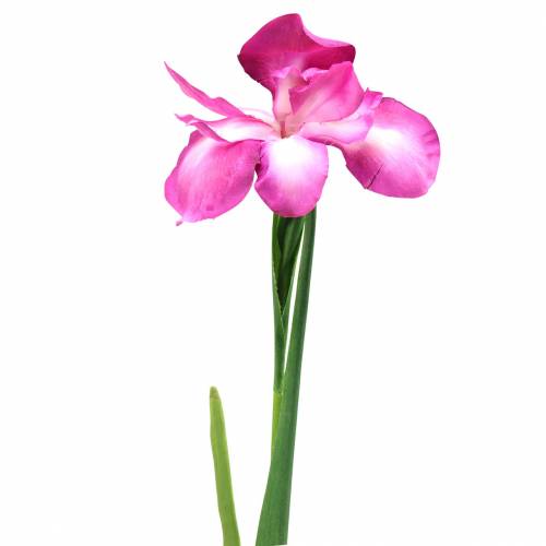 Floristik24 Iris artificial Rosa 78cm