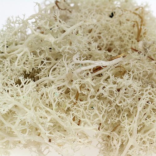 Artículo Musgo de Islandia blanqueado 400g