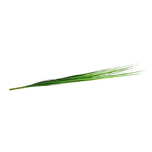 Floristik24 Isolepsisgrass verde claro 85cm 1p