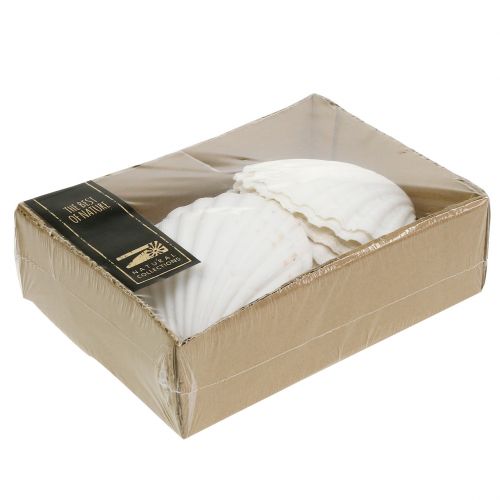 Floristik24 Vieira Blanca 15 uds.