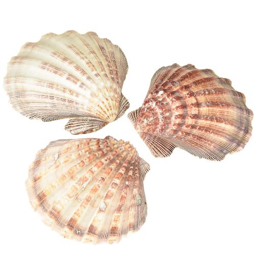 Vieiras auténticas al natural – sabor marítimo natural 1 kg